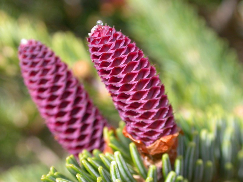 Abies kawakamii photo 7