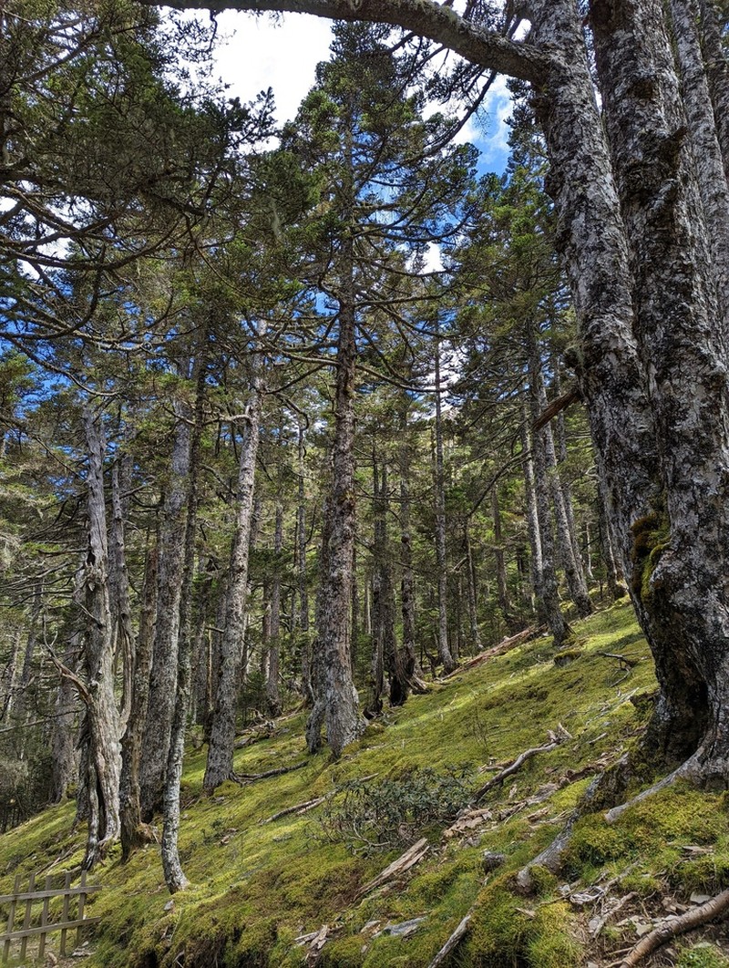 Abies kawakamii photo 8