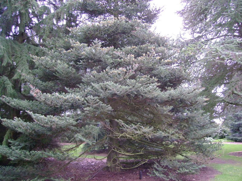 Abies koreana photo 2