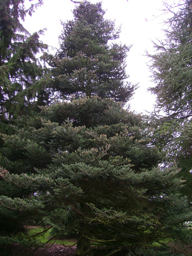 Abies koreana photo 3