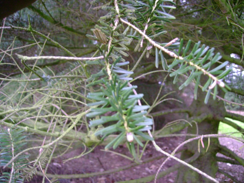 Abies koreana photo 4