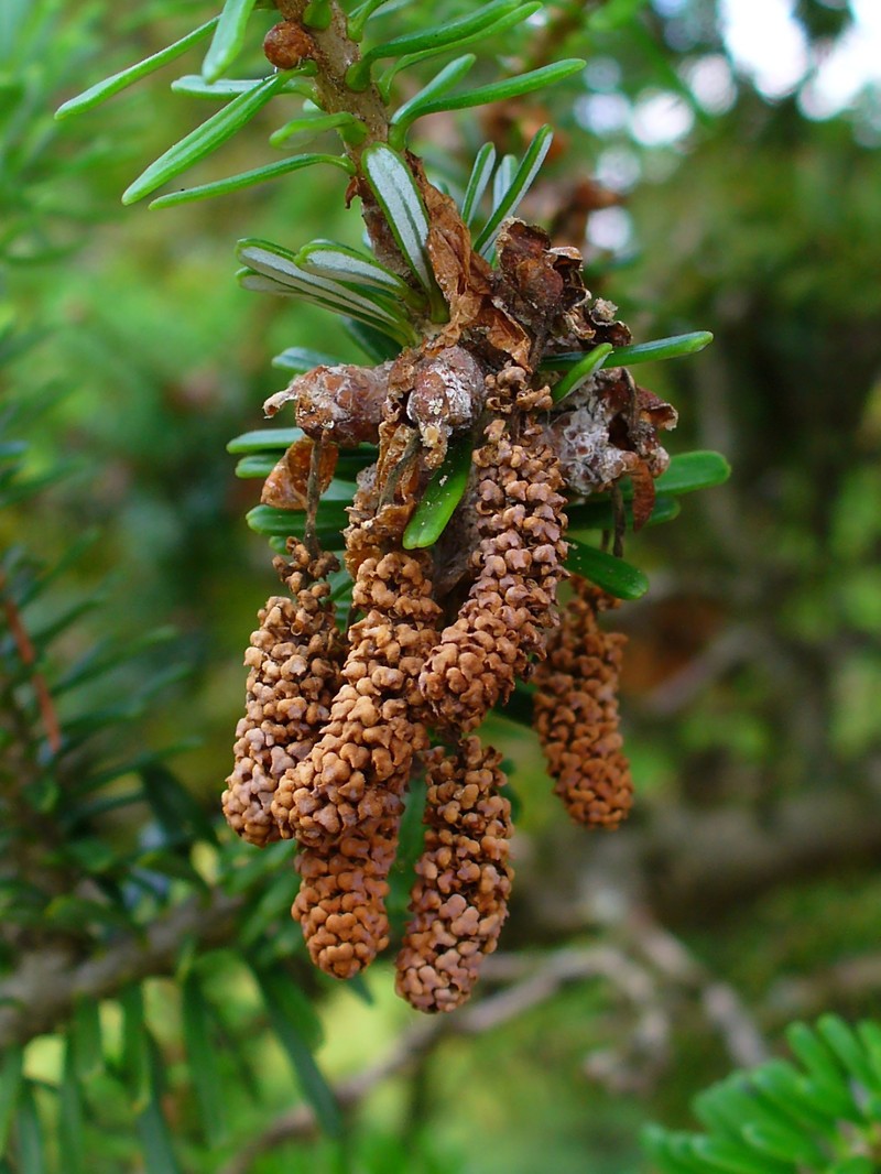 Abies koreana photo 5
