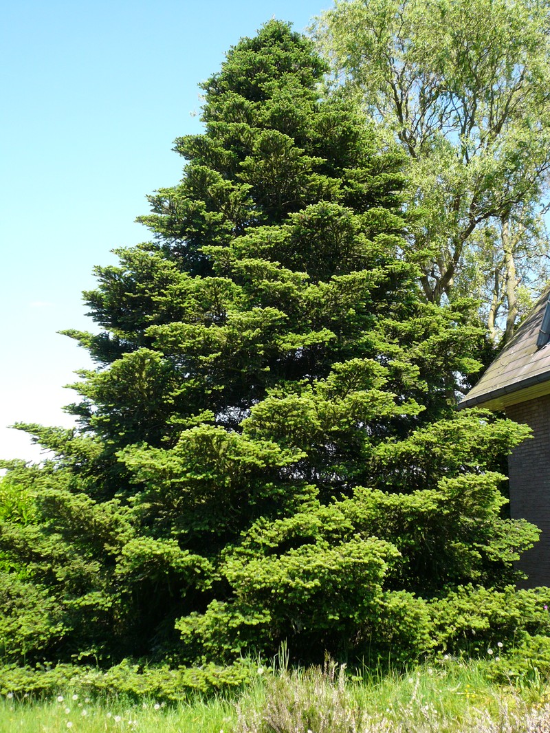 Abies koreana photo 7