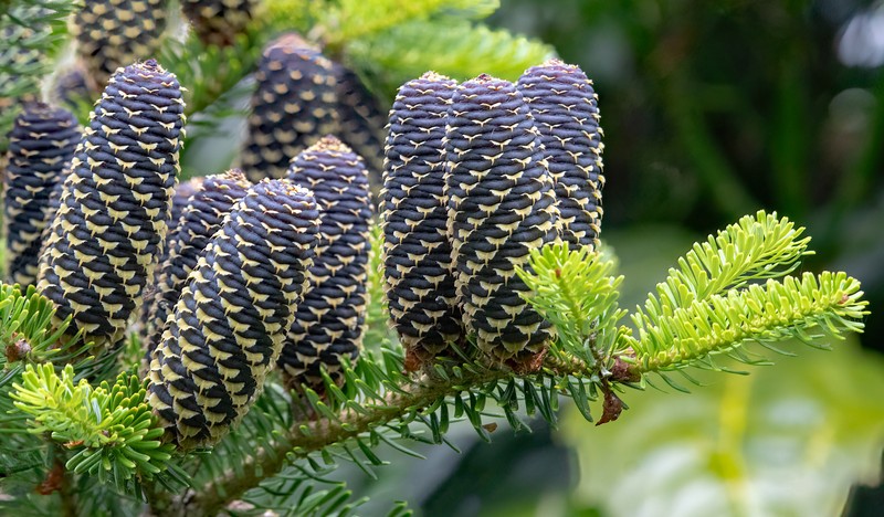Abies koreana photo 8