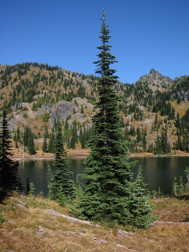 Subalpine Fir photo 2