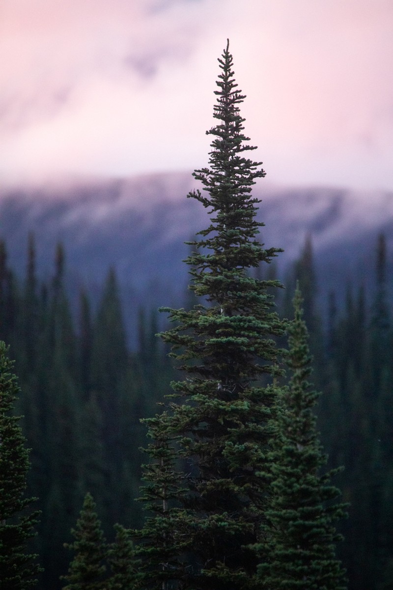 Subalpine Fir photo 3
