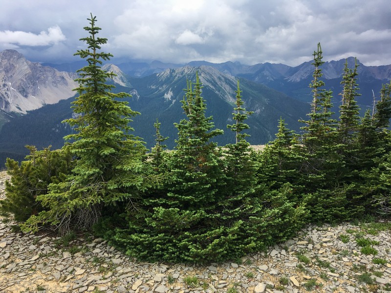 Subalpine Fir photo 4