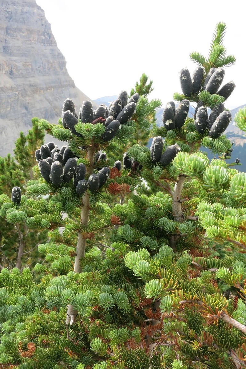 Subalpine Fir photo 5