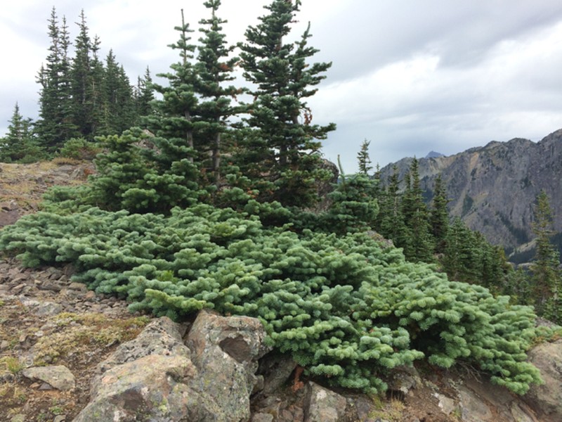 Subalpine Fir photo 6