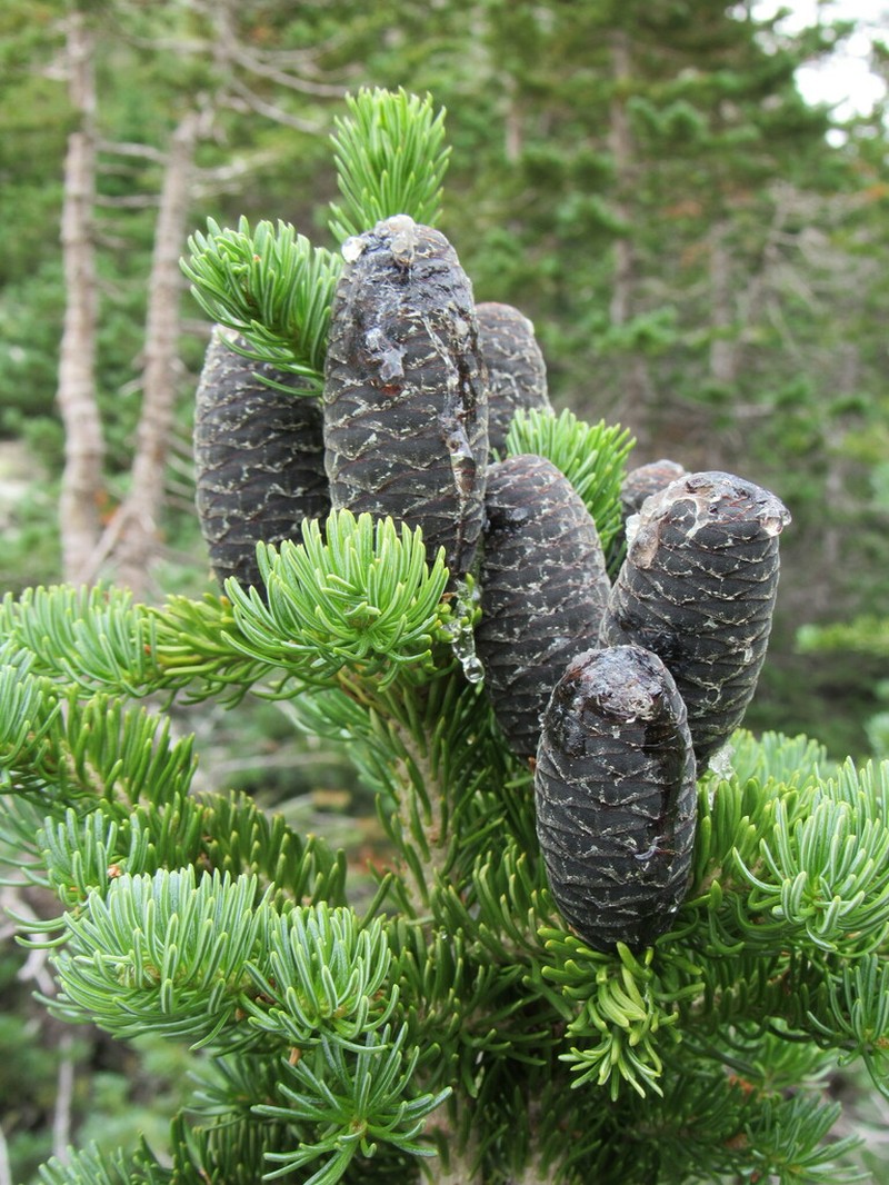Subalpine Fir photo 7