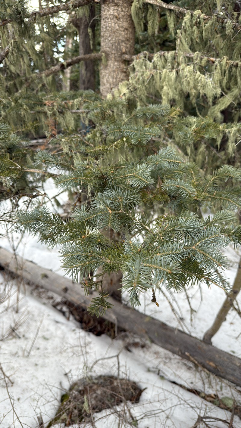Abies lasiocarpa var. arizonica