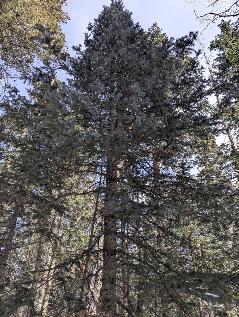 Abies lasiocarpa var. arizonica photo 2