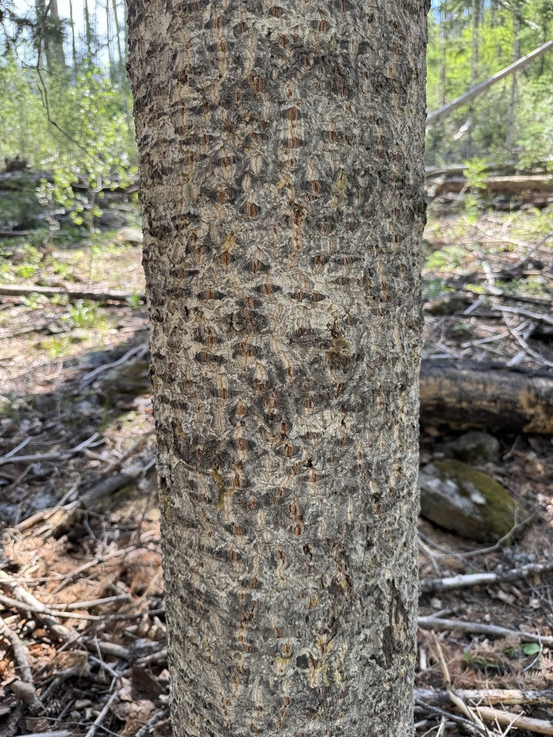 Abies lasiocarpa var. arizonica photo 3
