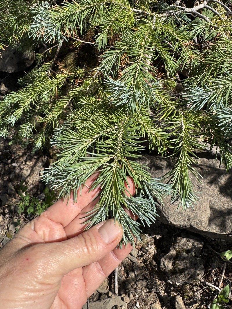 Abies lasiocarpa var. arizonica photo 4
