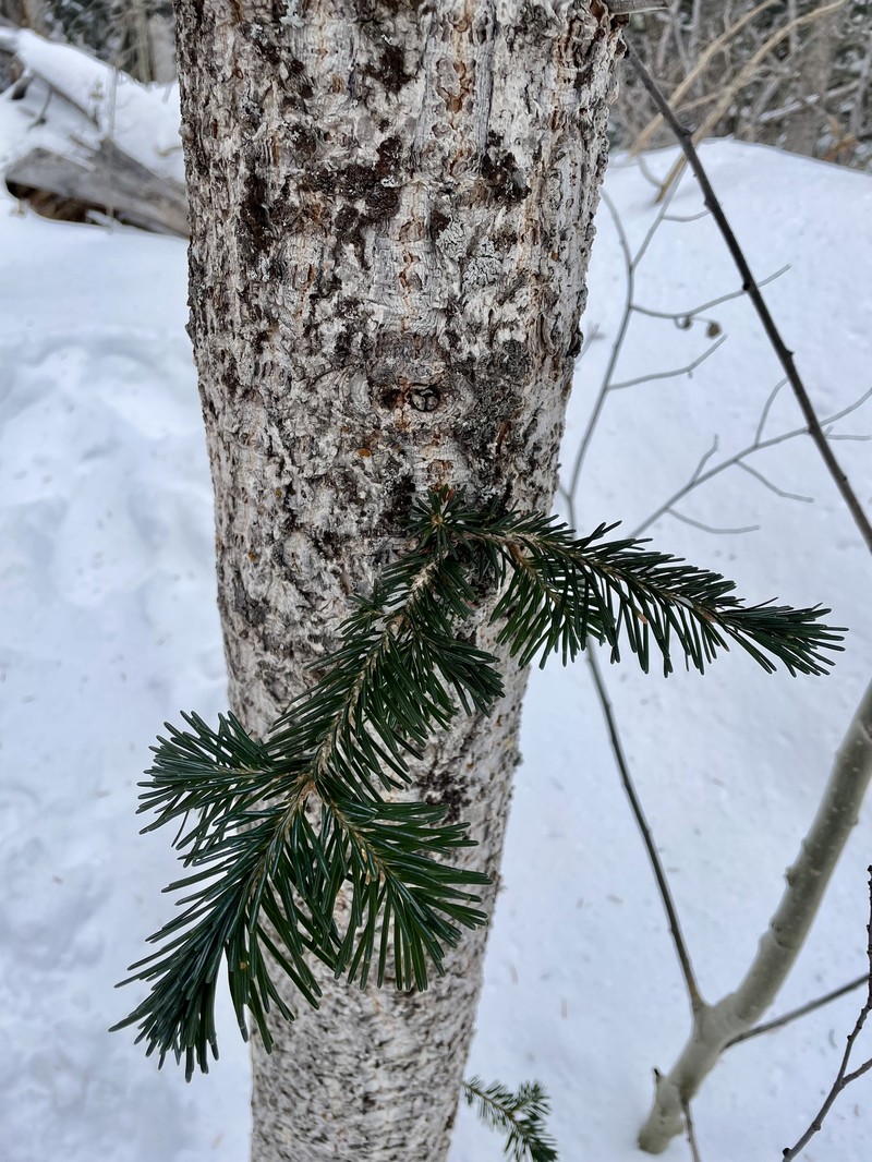 Abies lasiocarpa var. arizonica photo 5