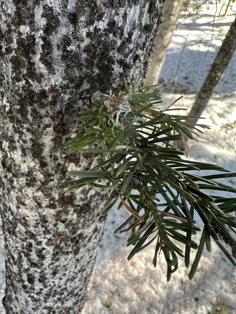 Abies lasiocarpa var. arizonica photo 6