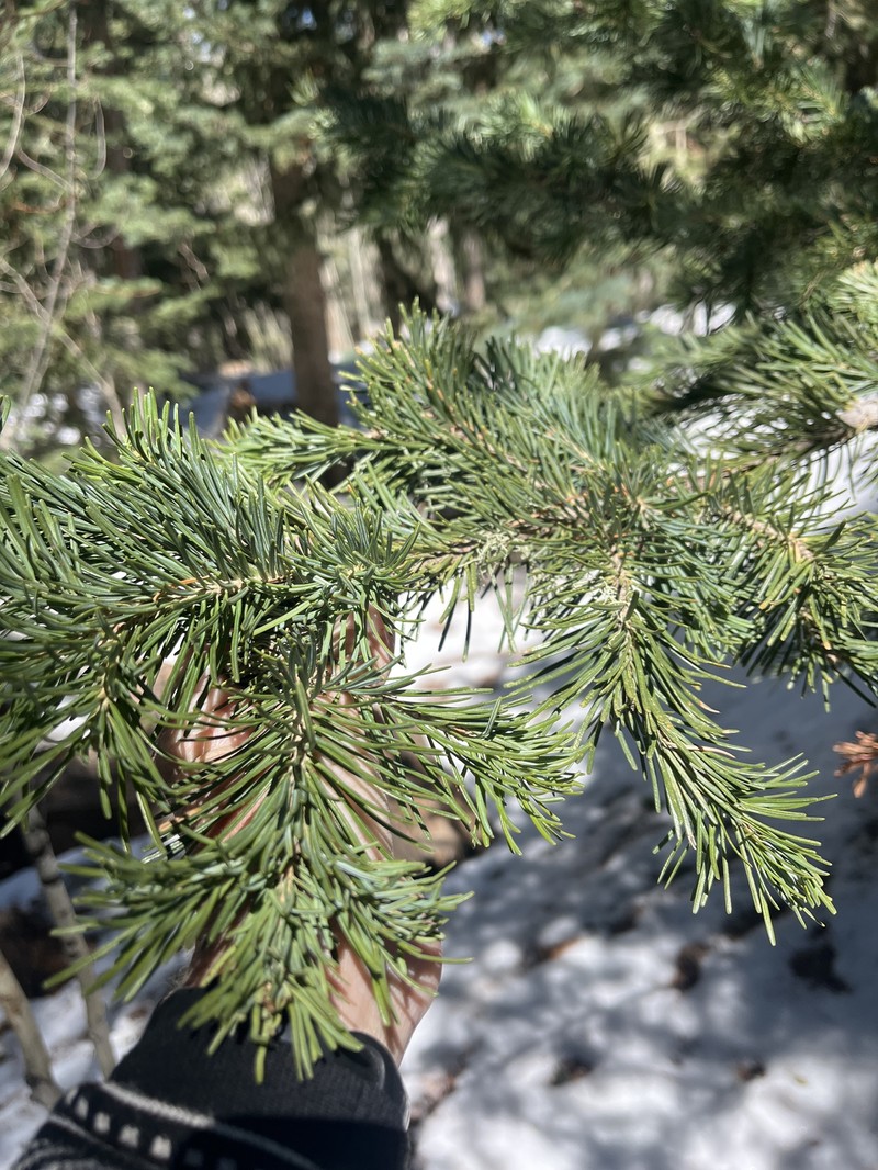 Abies lasiocarpa var. arizonica photo 7