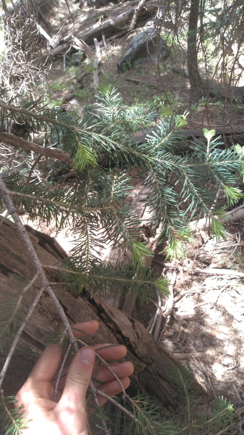 Abies lasiocarpa var. arizonica photo 8