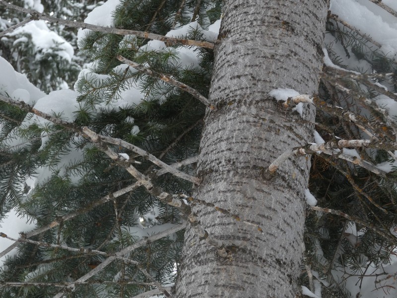 Abies lasiocarpa var. lasiocarpa