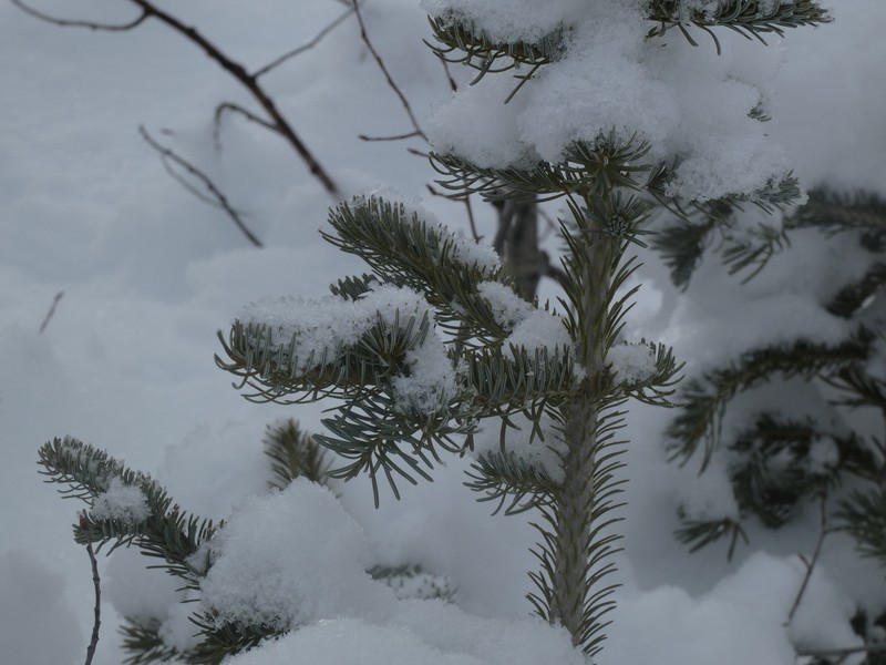 Abies lasiocarpa var. lasiocarpa photo 2
