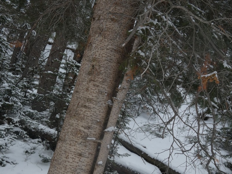 Abies lasiocarpa var. lasiocarpa photo 4