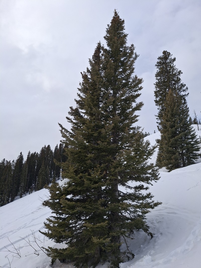 Abies lasiocarpa var. lasiocarpa photo 5