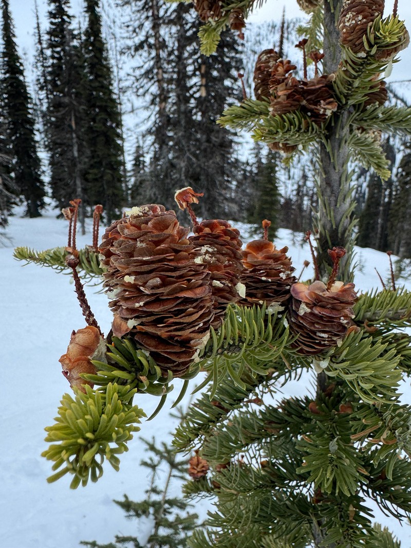Abies lasiocarpa var. lasiocarpa photo 6