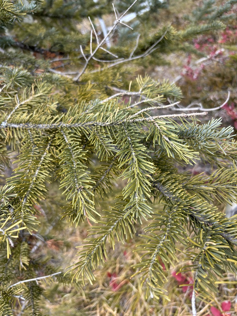 Abies lasiocarpa var. lasiocarpa photo 7