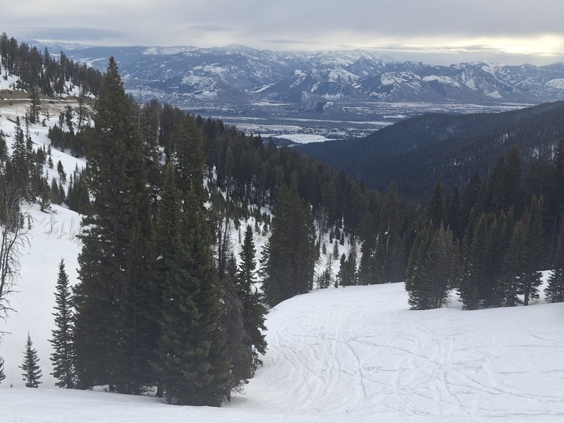Abies lasiocarpa var. lasiocarpa photo 8