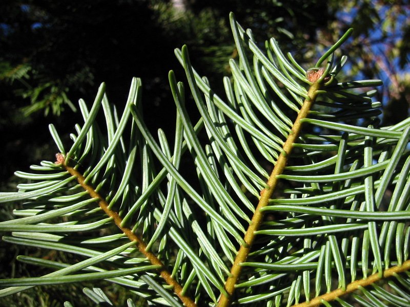 Sierra White Fir photo 2