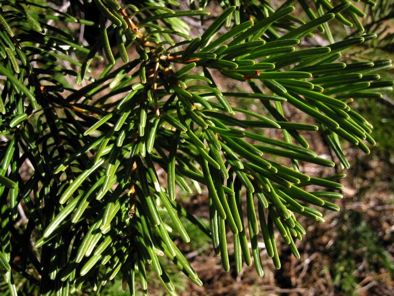 Sierra White Fir photo 3