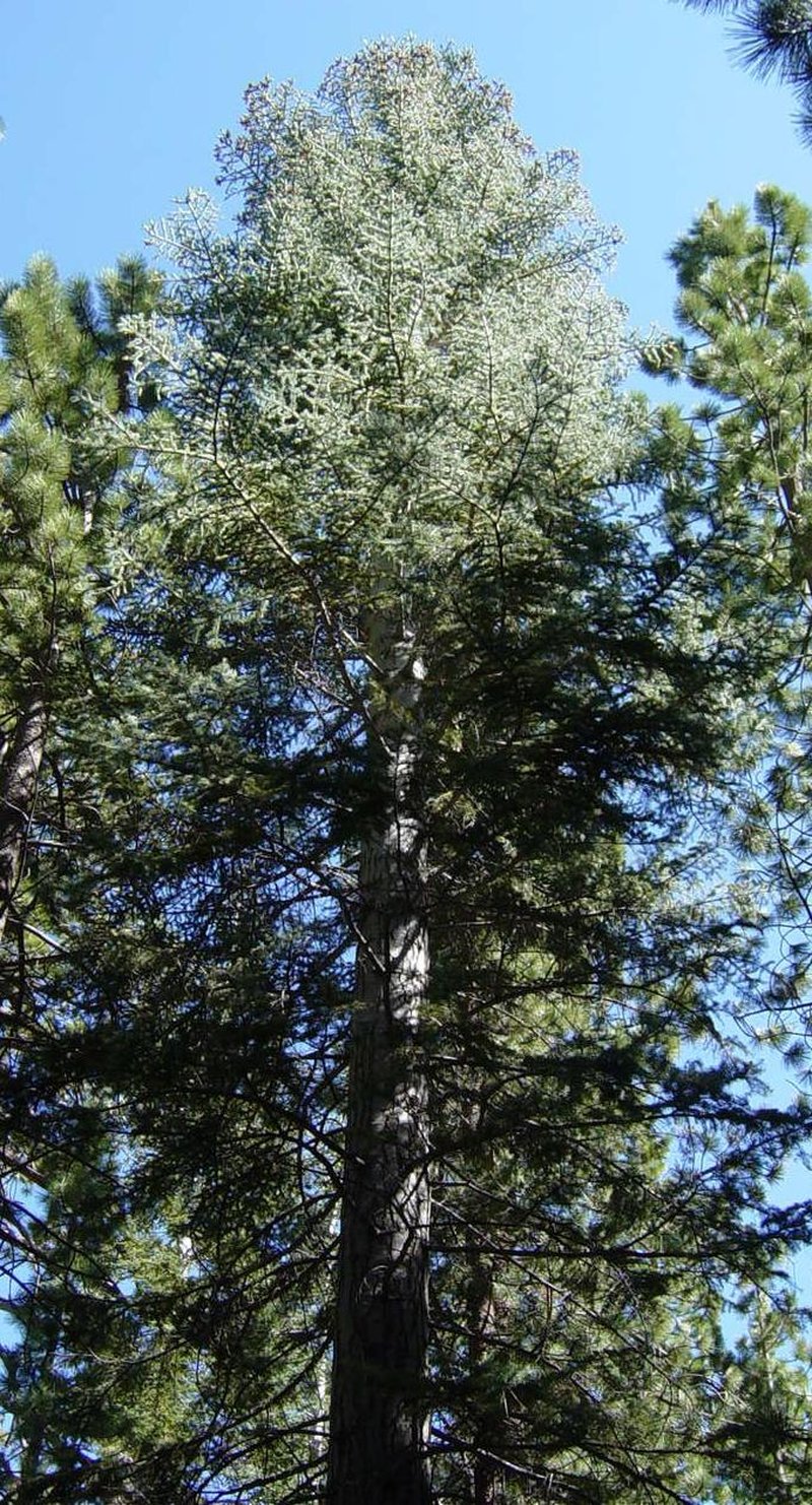 Sierra White Fir photo 4