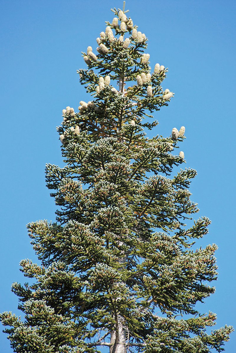 California Red Fir photo 4