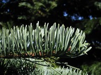 California Red Fir
