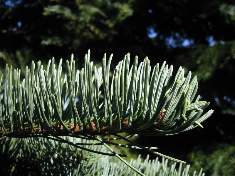 California Red Fir