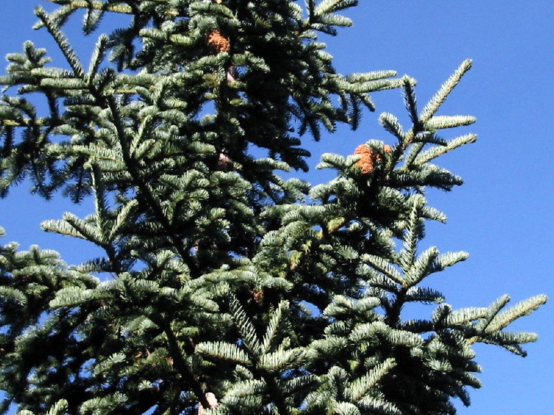 California Red Fir photo 2