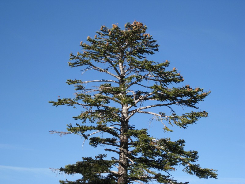 California Red Fir photo 3