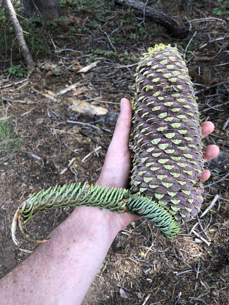 California Red Fir photo 5
