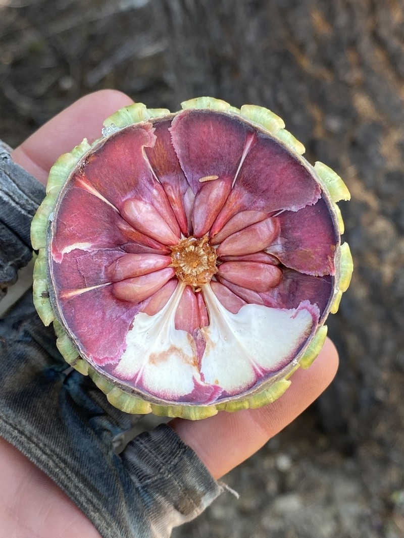 California Red Fir photo 6