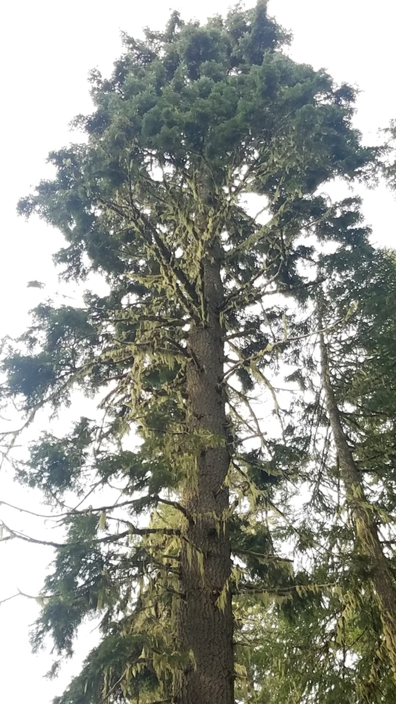 California Red Fir photo 7
