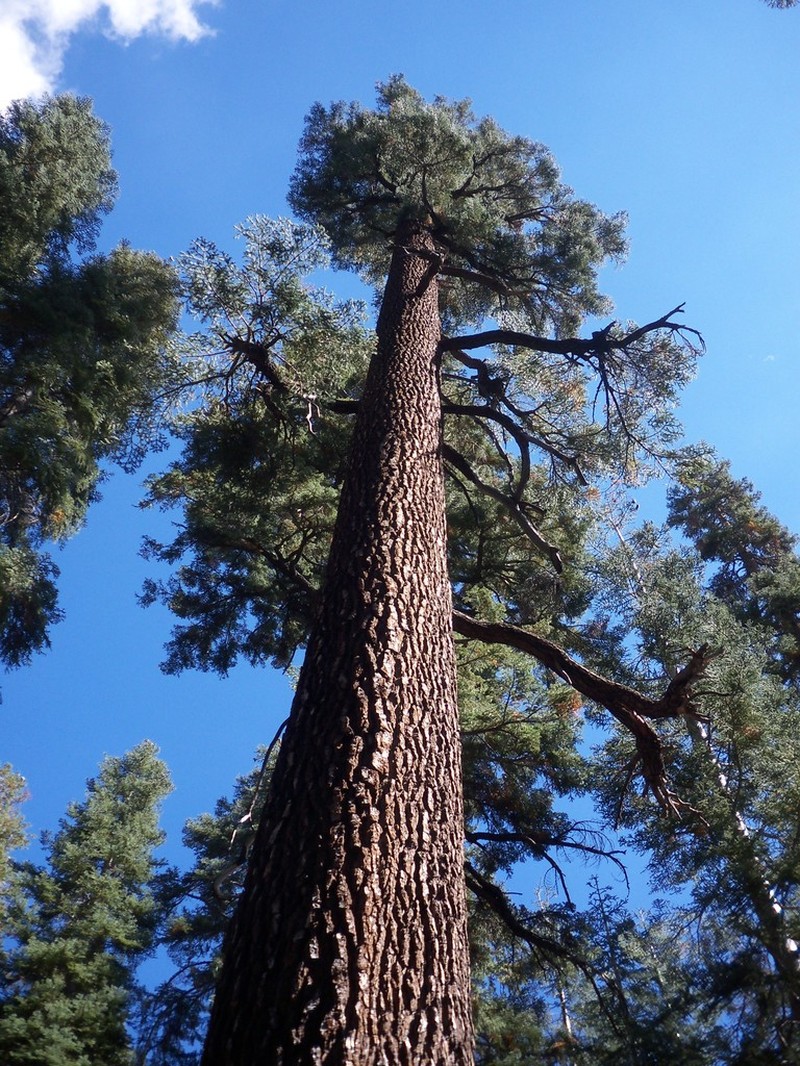 California Red Fir photo 8
