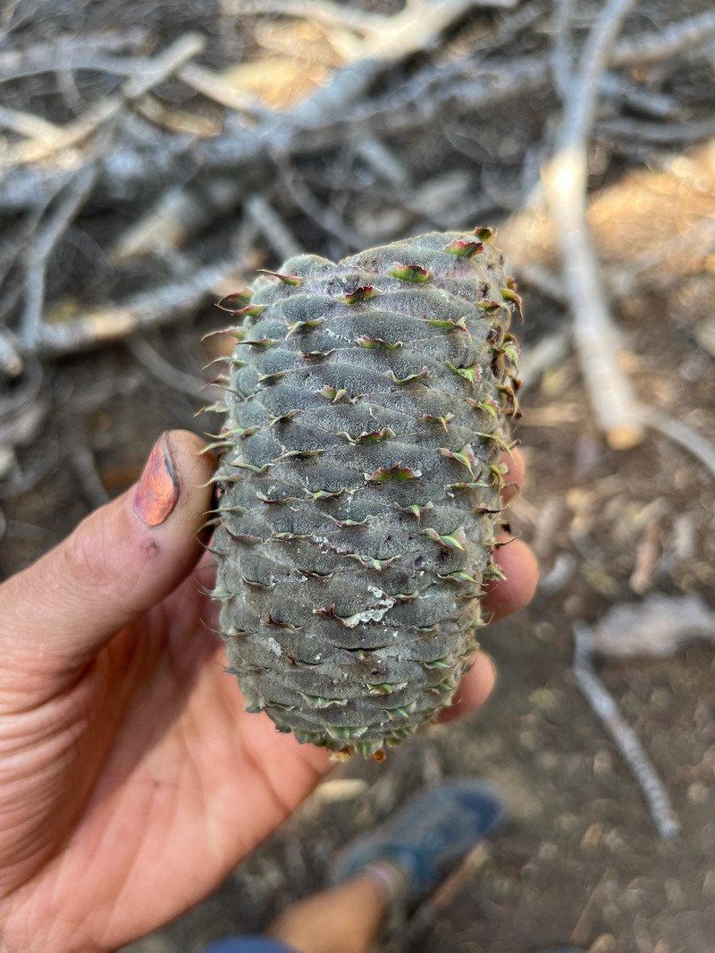 Abies magnifica var. critchfieldii