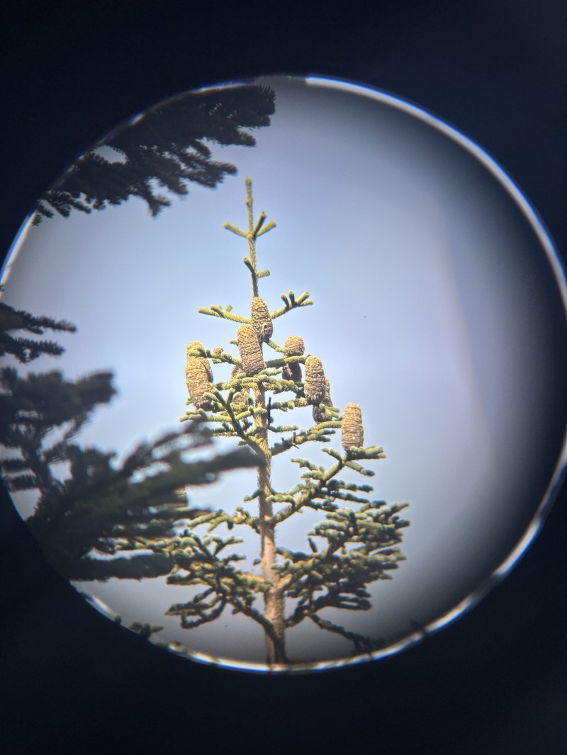 Abies magnifica var. critchfieldii photo 3