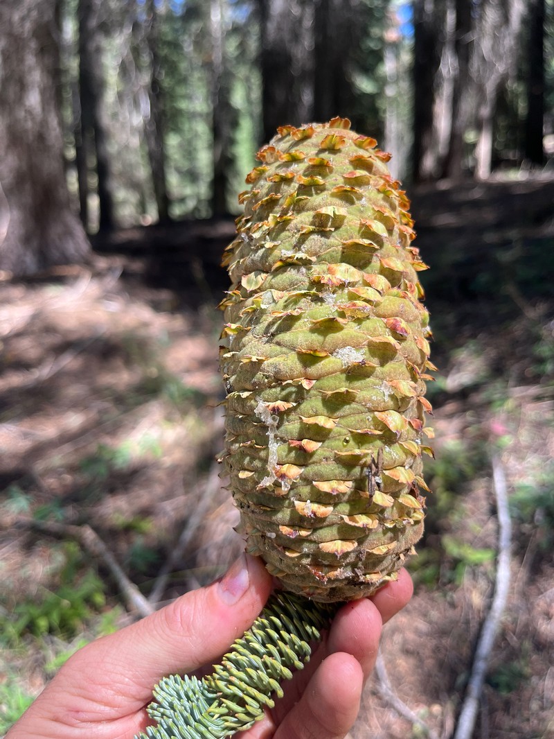 Abies magnifica var. critchfieldii photo 4