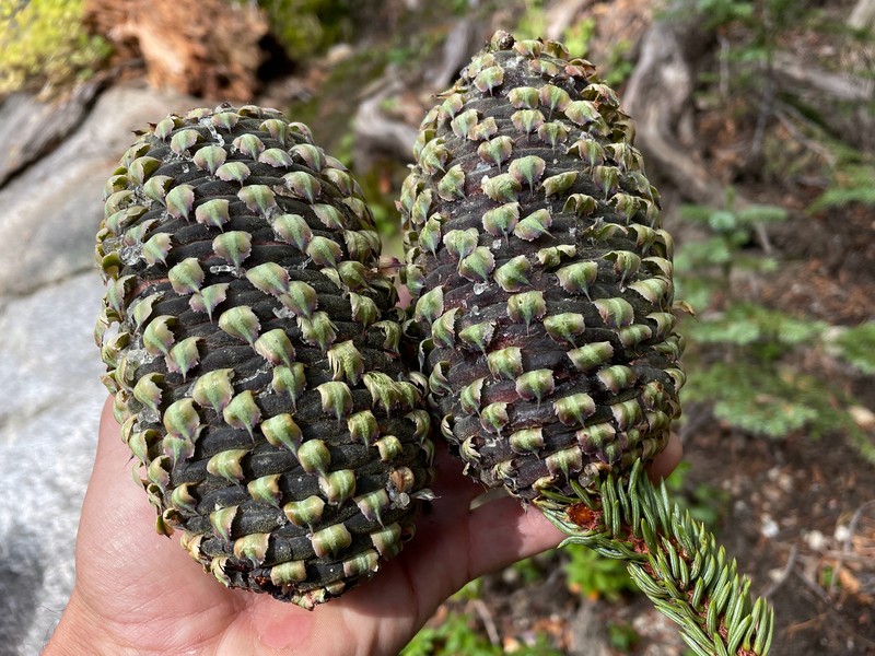 Abies magnifica var. critchfieldii photo 5