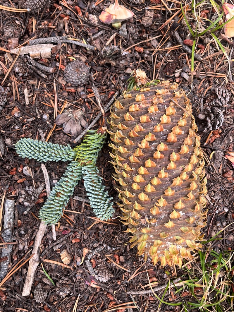 Abies magnifica var. critchfieldii photo 6