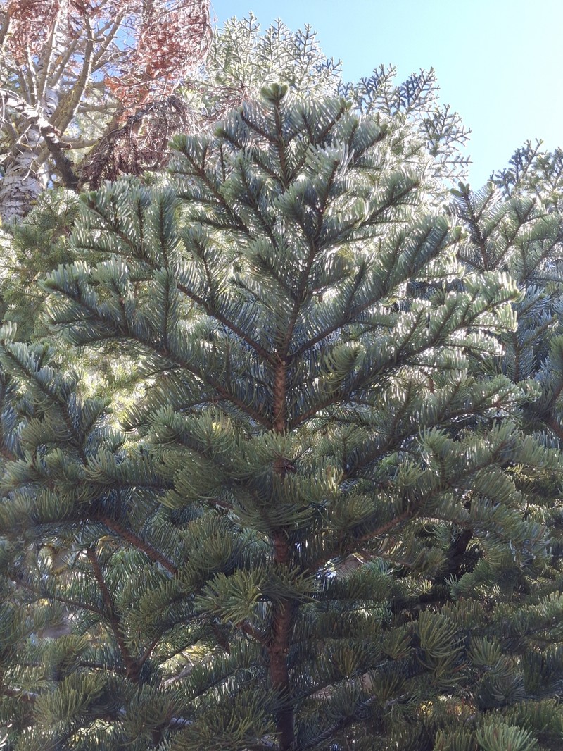 Abies magnifica var. magnifica