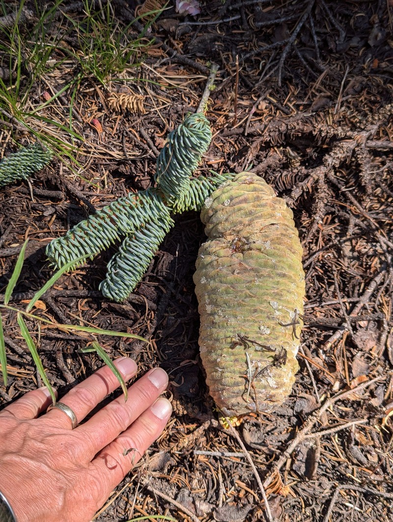 Abies magnifica var. magnifica photo 2