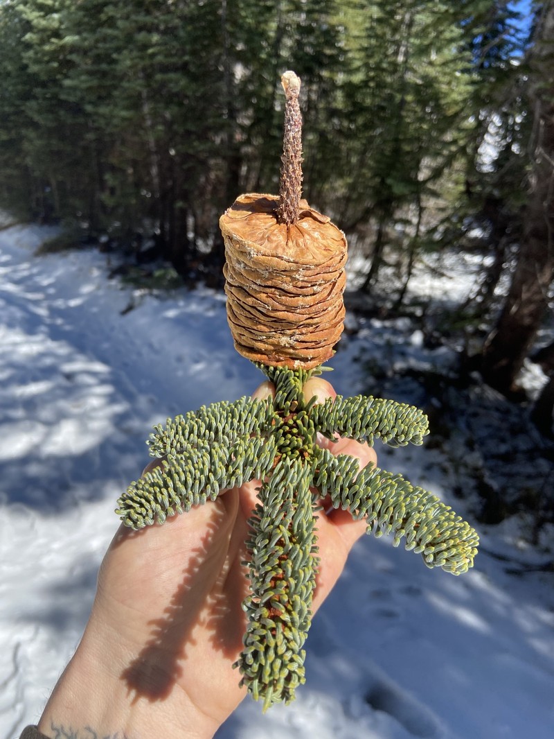 Abies magnifica var. magnifica photo 3