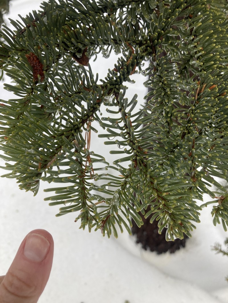 Abies magnifica var. magnifica photo 5